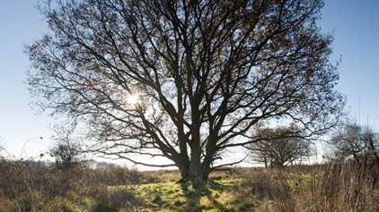 Tremendous Trees, NWT Foxley Wood, Foxley, Dereham, Norfolk, NR20 4QR | Join us at NWT Foxley Wood and learn all about the tremendous trees which can be found in Norfolk's largest ancient woodland. | norfolk, north, coast, wildlife, trust