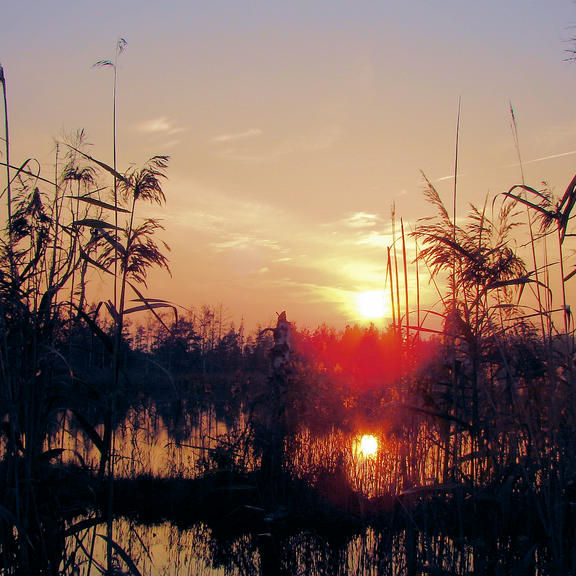 Wild at Night with RSPB Titchwell Marsh, RSPB Titchwell Marsh, Main Road, Titchwell, Norfolk, PE31 8BB | Explore a whole new universe that wakes up when the sun goes down! | Birds, bats and biofluorescence