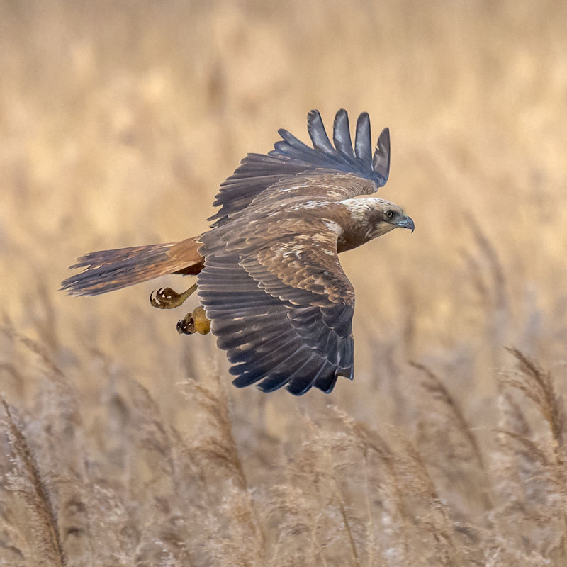 Wildlife Photography Workshop | May | RSPB Titchwell Marsh Nature Reserve