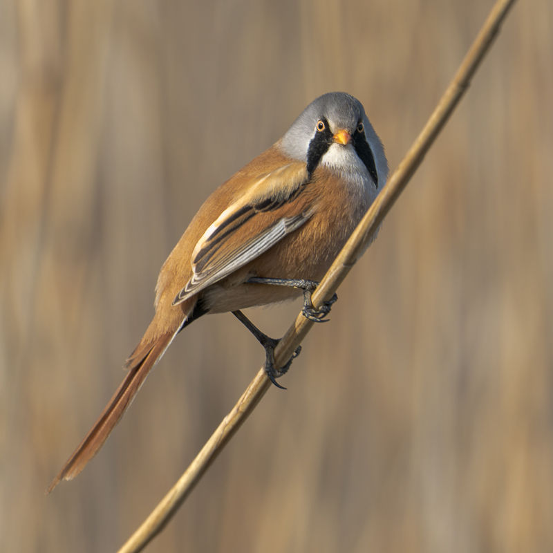 Wildlife Photography Workshop, RSPB Titchwell Marsh Nature Reserve, Main Road, Titchwell, Norfolk, PE31 8BB | This workshop provides hands-on experience and expert guidance for wildlife photography. It caters to both novices seeking to learn the basics and enthusiasts aiming to refine their skills, enhancing techniques for capturing wildlife images. | Wildlife, photography, workshop