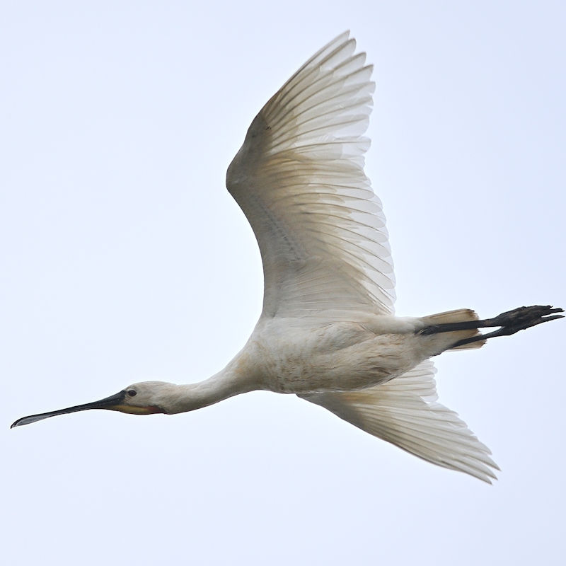 Wildlife Photography Workshop, RSPB Titchwell Marsh, Main Road, Titchwell, Norfolk, PE31 8BB | Capture the moment and frame the movement with this introductory workshop to wildlife photography | wildlife photography workshop