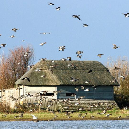 Norfolk Wildlife Trust Cley and Salthouse Marshes | North Norfolk Wildlife Watching & Bird Watching