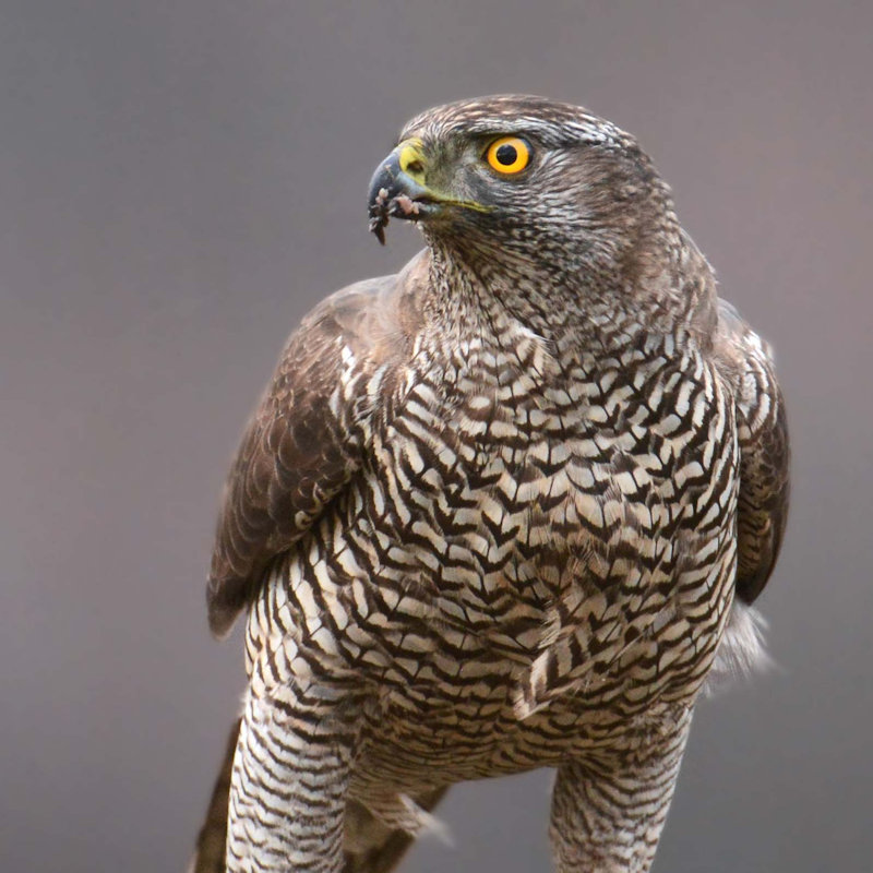 Hawk and Owl Trust Sculthorpe Moor Nature Reserve | North Norfolk Wildlife Watching & Bird Watching