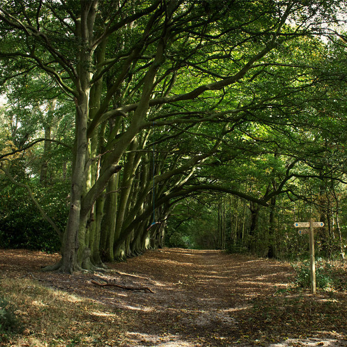 North Norfolk Woodland Walks | North Norfolk Walking, Rambling & Hiking
