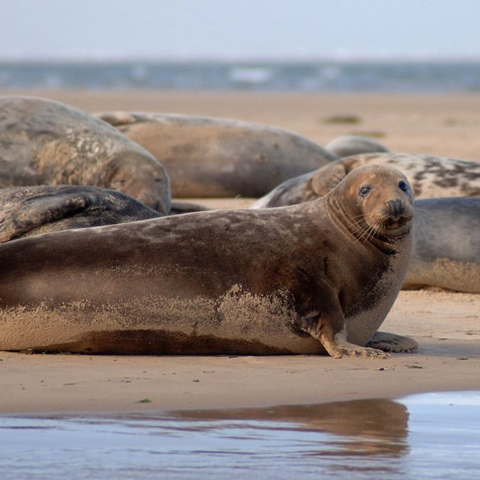 The Wash National Nature Reserve | North Norfolk Wildlife Watching & Bird Watching