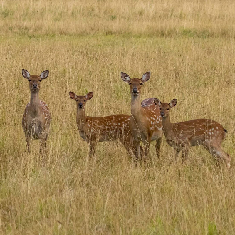 Watatunga Wildlife Reserve | North Norfolk Wildlife Watching & Bird Watching