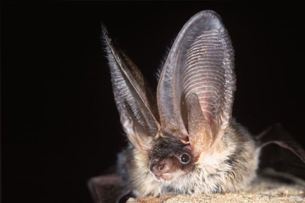 Bats, Norfolk Wildlife Trust Cley Marshes, Coast Road, Cley, Norfolk, NR25 7SA | James Goldsmith leads this evening exploring the bats that live in the UK, how to identify different species, where they live, and discusses their conservation status. | Workshop, bats, walk, talk