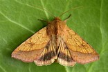 Magical Moths - Family event, Norfolk Wildlife Trust Cley Marshes, Coast Road, Cley, Norfolk, NR25 7SA | Learn about the fascinating lives and behaviours of moths. | Workshop, family, walk, talk