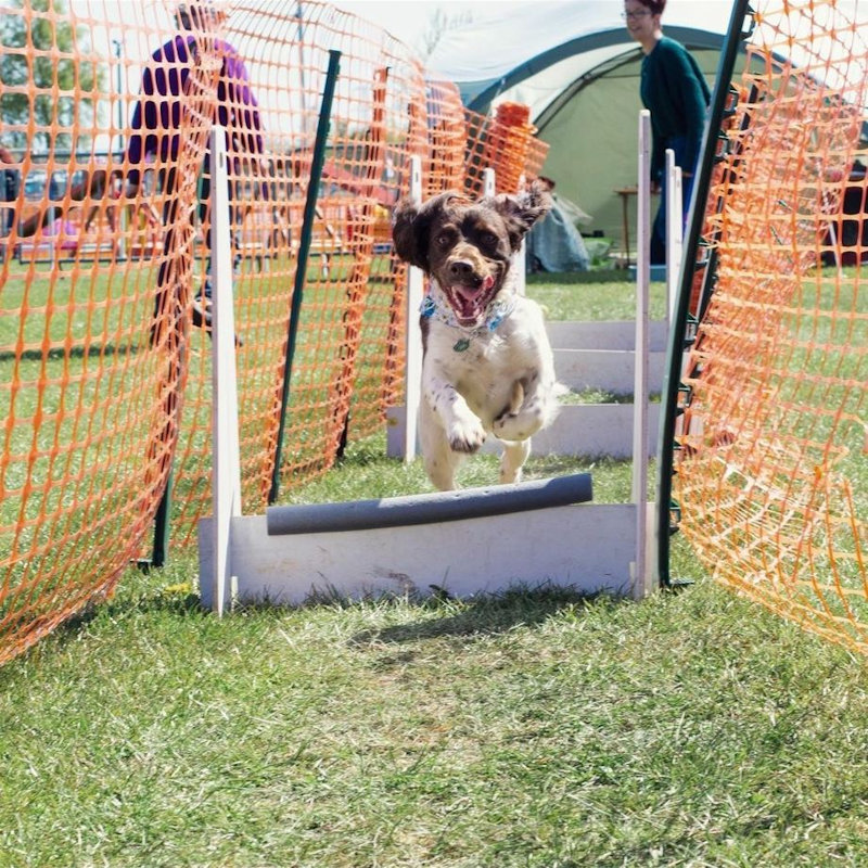 All About Dogs Show Norfolk, Norfolk Showground, Norwich, Norfolk, NR5 0TT | The perfect day out for you and your dog | Dog, dog show, outdoor event, event, dogs