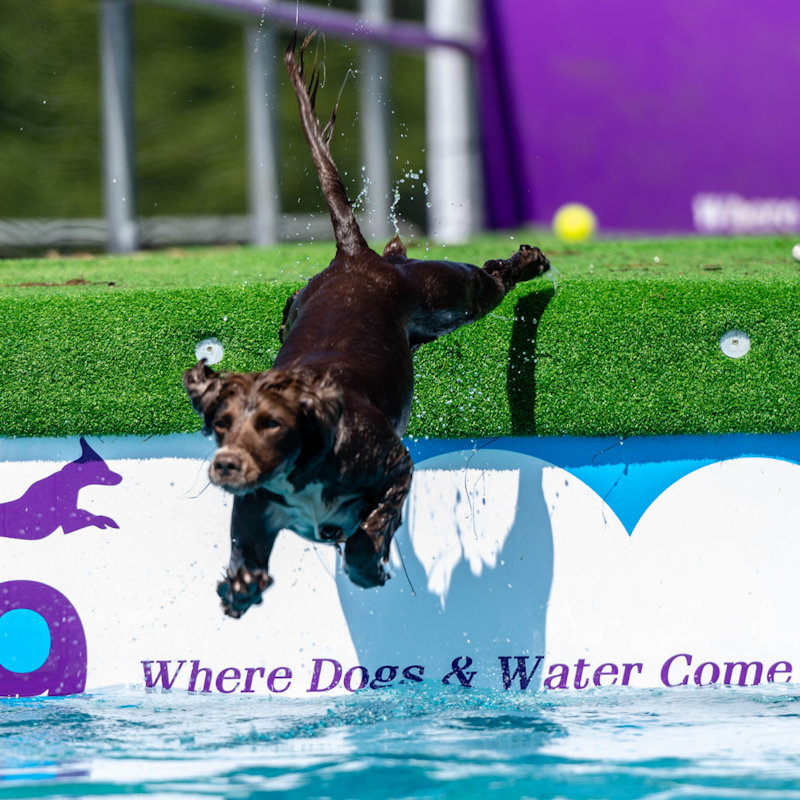 All About Dogs Show Norfolk, Norfolk Showground, Norwich, Norfolk, NR5 0TT | The perfect day out for you and your dog | Dog, dog show, outdoor event, event, dogs