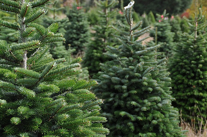 Christmas trees at The Pumpkin House, Brookhill Farm, Fakenham Road, Thursford, Norfolk, NR210BD | For the first time ever The Pumpkin House is selling Christmas Trees! | Christmas trees, Christmas, Farm, Family
