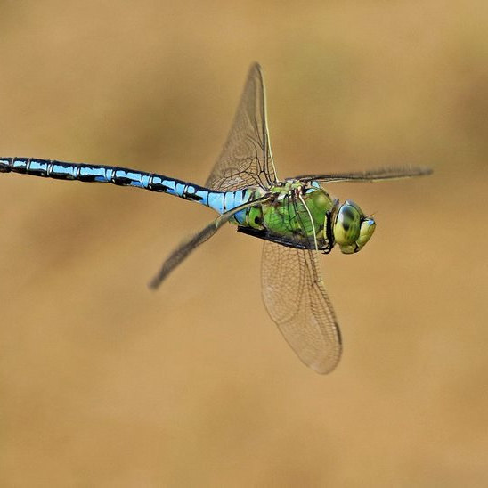 Dragonflies and Damselflies of Norfolk, Cley Marshes Visitor Centre, Coast Rd, Cley, Cley next the Sea, Norfolk, NR25 7SA | Introduction to the dragonflies and damselflies of Norfolk | Dragonfly, insect, damselfly, Norfolk