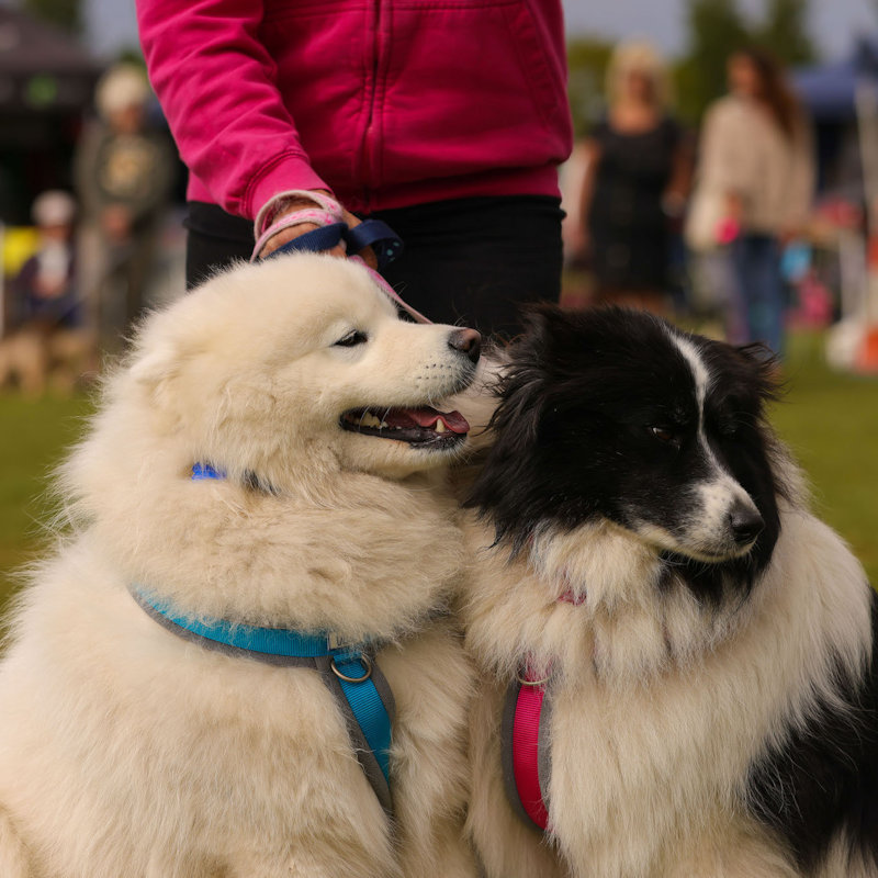 The Hunstanton Fun Dog Show, Grounds of Glebe House School, Hunstanton, Norfolk, PE36 6HW | Fun Dog Show for all the family | Dog Show, family event,