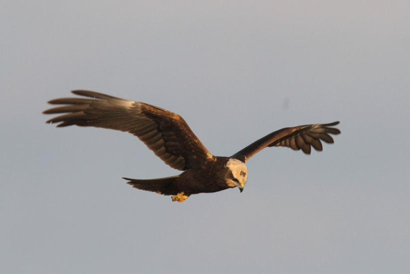 Raptors of Norfolk , Cley Marshes Visitor Centre, Coast Rd, Cley next the Sea NR25 | This workshop will look at the past history and present status of raptors (birds of prey) where they might be seen and how to recognize them.  | raptors, birdwatching 