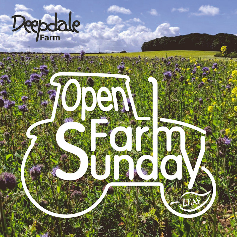 LEAF Open Farm Sunday, Deepdale Farm, Burnham Deepdale, Norfolk, PE31 8DD | We are delighted to welcome you back to Deepdale Farm again this year! Come and find out more about how we farm, and what we are doing for wildlife. | Open farm, farm walk, family day, LEAF open farm sunday,