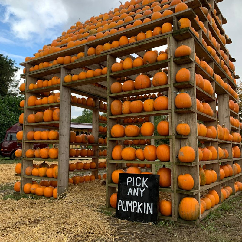 The Pumpkin House, Brookhill Farm, Fakenham Road, Thursford, GB, NR210BD | Come and visit us at the Pumpkin House. Decorated with over 1,000 pumpkins come and choose your perfect Jack o'lantern from our shelves. | Halloween, Pumpkins