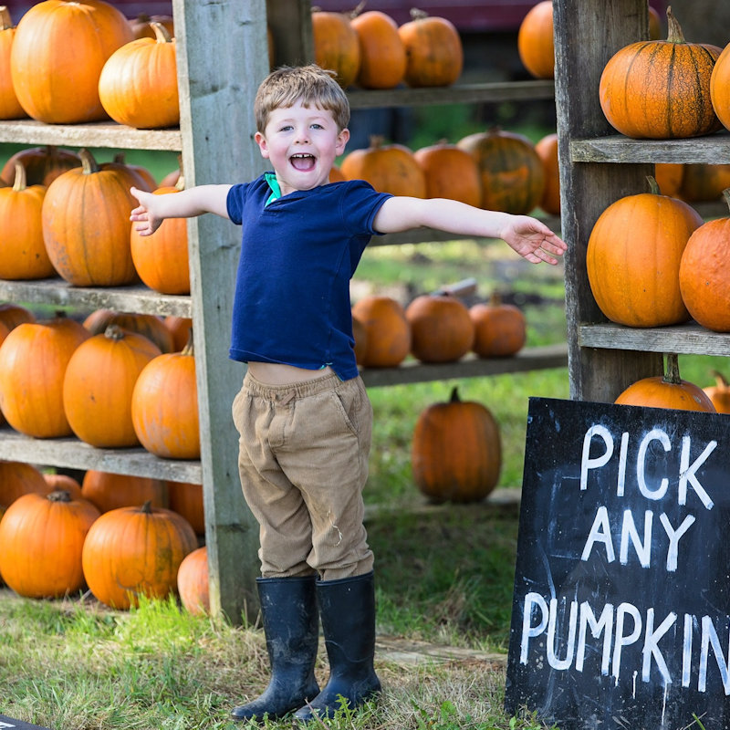 The Pumpkin House, Brookhill Farm, Fakenham Road, Thursford, GB, NR210BD | Come and visit us at the Pumpkin House. Decorated with over 1,000 pumpkins come and choose your perfect Jack o'lantern from our shelves. | Pumpkins Halloween Half Term October