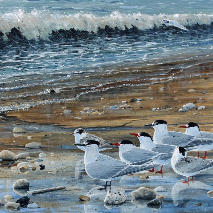 Learn to Draw and Paint Birds with Steve Cale , Cley Marshes Visitor Centre, Coast Rd, Cley next the Sea NR25 | Join well-known artist, Steve Cale to learn how to sketch birds | painting, watercolour, birds 